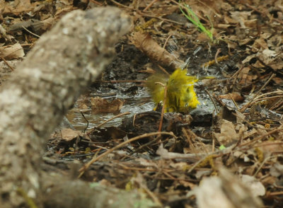 430county.yellowwarbler2222222222222222.JPG