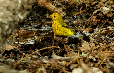 430county.yellowat neals.JPG