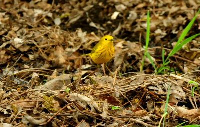 430countyyellowarwrbler44444444444.JPG