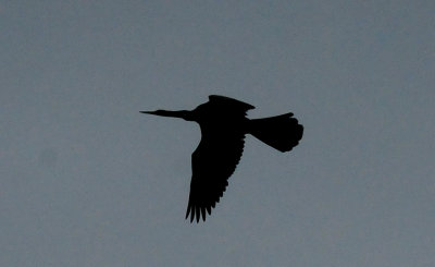 52Countyanhinga6666666.JPG