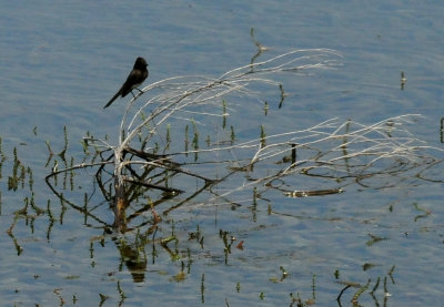 56countyblackphoebe.JPG