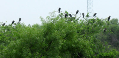 58countyneotropics.JPG