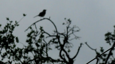 513countymockingbirdsinging.JPG