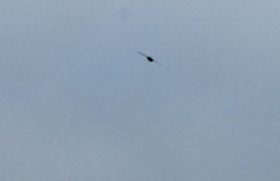 513countychimneyswifts.JPG