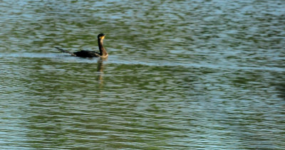 514county.piedbill22222.JPG