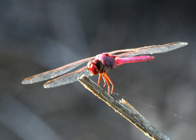 514county.redtailedpennant3333333.JPG