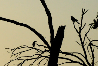 515county.greenheron.JPG