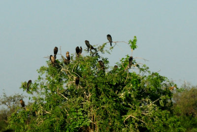 515county.neotropics.JPG
