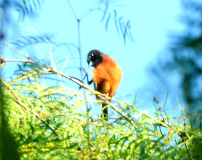 515county.orchardoriole222222222.JPG
