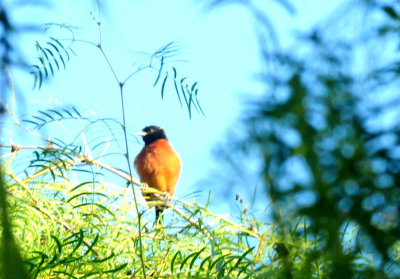 515county.orchardorioleeeeeeeeeee.JPG