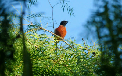 515county.orchardoriole555555555.JPG