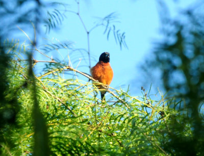 515county.orchardoriole333333333.JPG