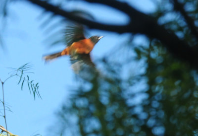 515county.orchardoriole7777777.JPG