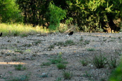 515county.bronzedcowbirds.JPG