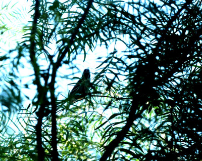 515county.orchardoriole88888888.JPG