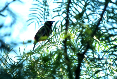 515county.orchardoriole10.JPG