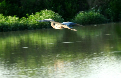 515county.greatblueheron.JPG