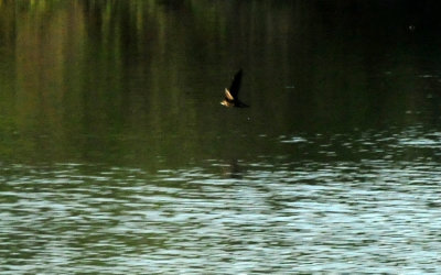 515county.chimneyswift.JPG