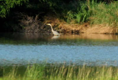 515county.greatblue44444444.JPG