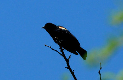 517countycook'sredwingedblackbird.JPG