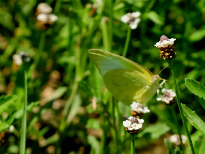 517countycook'ssulphur.JPG