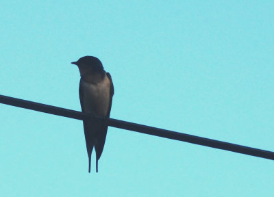 518county.sunrisebarnswallow33333333.JPG
