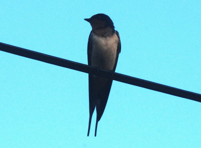 518county.sunrisebarnswallow2222222.JPG