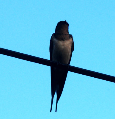 518county.sunrisebarnswallow.JPG