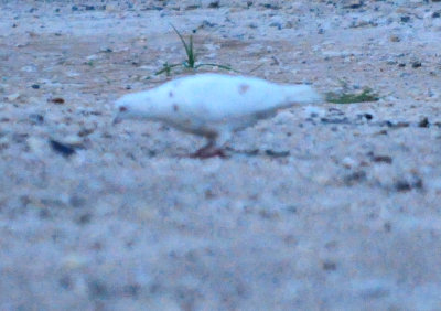 519lessersrockpigeon.JPG