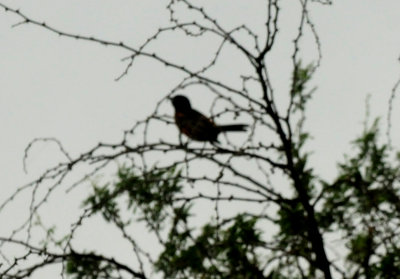 521Countyorchardorioleeeeeeeeeeee.JPG