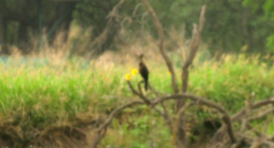 521Countycormorant.JPG