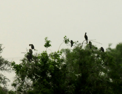 521Countyneotropiccormoarant.JPG