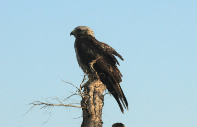 522CountyHawk.1JPG