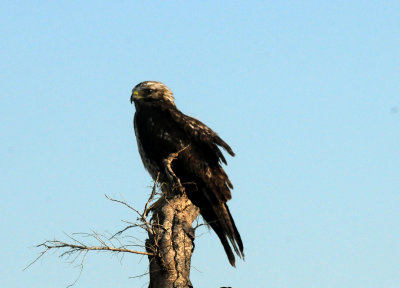 522CountyHawk222222.JPG