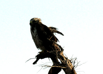 522CountyHawk444444444.JPG
