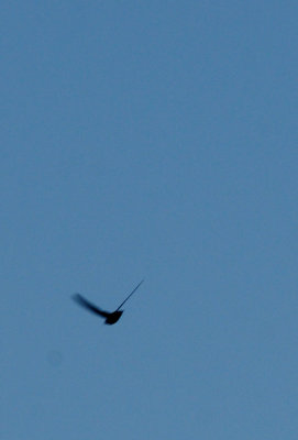 525dayaftersunrise.chimneyswiftssssssssss.JPG