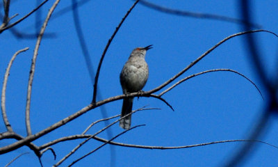 527countycurvedbillthrasher.4444444444.JPG