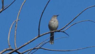527countycurvedbillthrasher.111.JPG