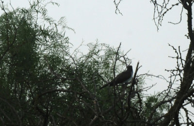 528county.yellowbilled.JPG