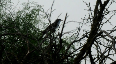 528county.yellowbilledcuckoo.JPG
