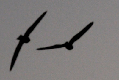 531county.lessernighthawks.20.JPG