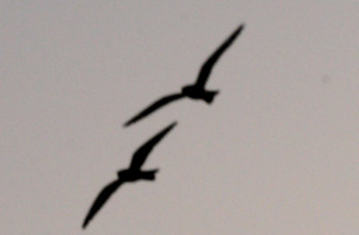 531county.lessernighthawks.14.JPG