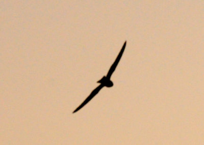 531county.lessernighthawks.10.JPG