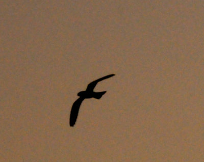 DSC_4266.JPG