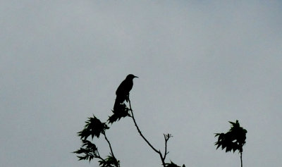 61county.orchardoriole.JPG