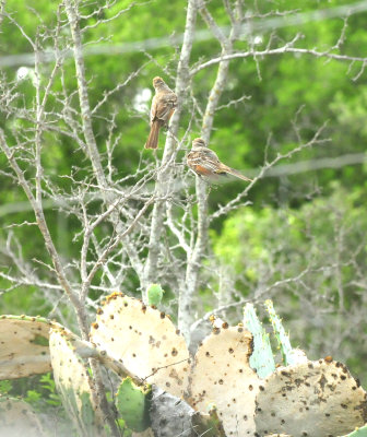 66County.browncrestefflycatcher44444444442.JPG