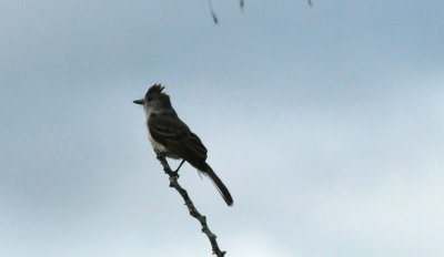 66County.browncrestedflycatcher.JPG