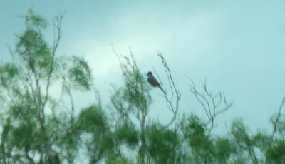 66County.browncrested.JPG