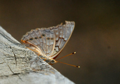 620countytawneyemporere.JPG
