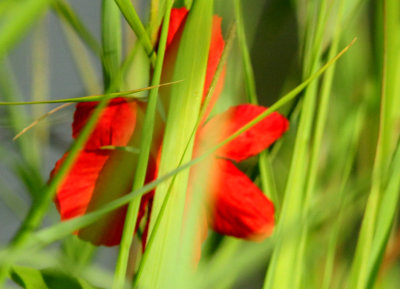 620countyredflower2222222.JPG